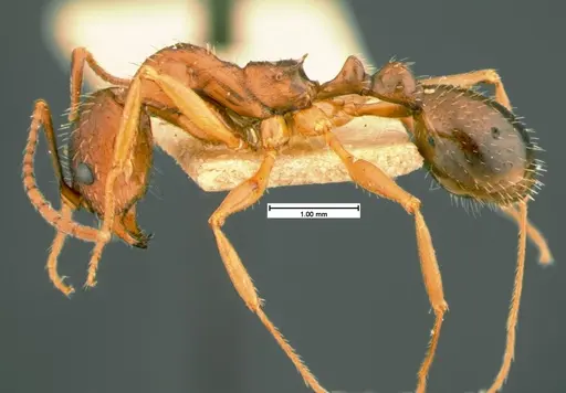 Aphaenogaster treatae - CASENT0105544