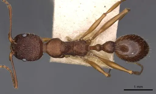 Aphaenogaster treatae - CASENT0900414