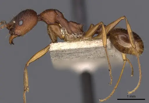 Aphaenogaster treatae - CASENT0900414