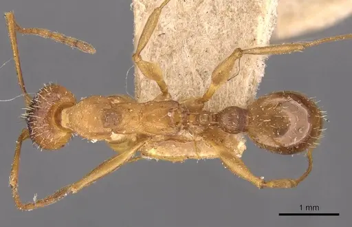 Aphaenogaster treatae - CASENT0907701