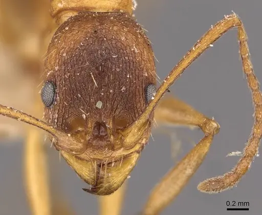 Aphaenogaster treatae - CASENT0907701