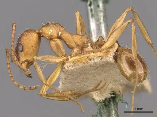 Aphaenogaster treatae - CASENT0907701