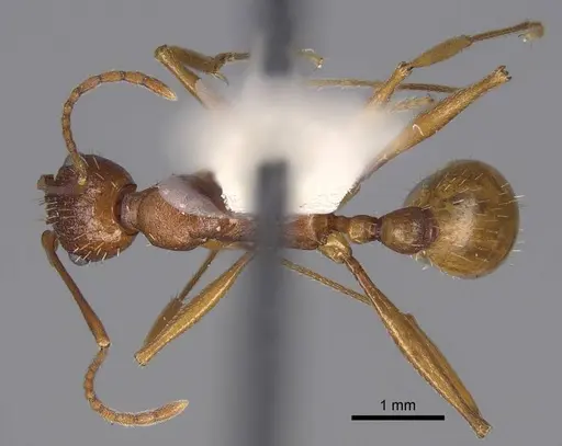 Aphaenogaster treatae - CASENT0914485