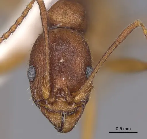 Aphaenogaster treatae - CASENT0914485