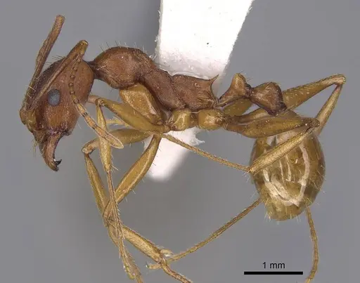 Aphaenogaster treatae - CASENT0914485