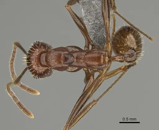 Aphaenogaster treatae - CASENT0923377