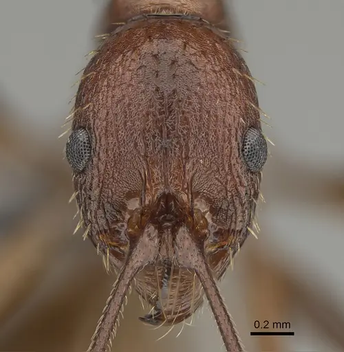 Aphaenogaster treatae - CASENT0923377