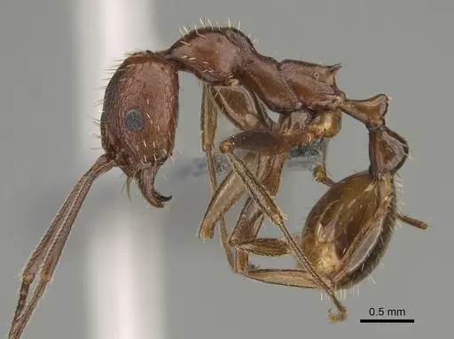 Aphaenogaster treatae - CASENT0923377