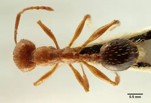 Aphaenogaster trinacriae specimen
