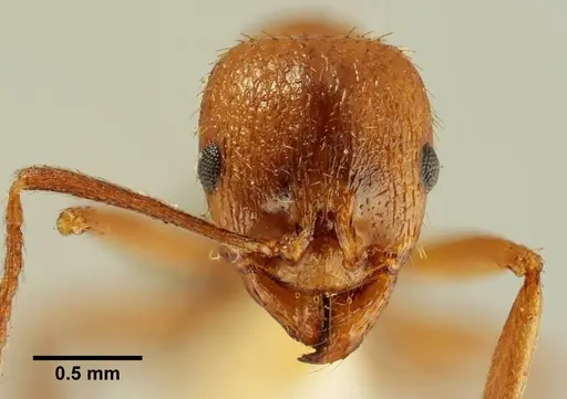 Aphaenogaster trinacriae specimen