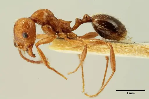 Aphaenogaster trinacriae specimen