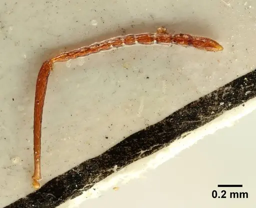 Aphaenogaster trinacriae - ANTWEB1041230