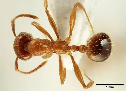 Aphaenogaster trinacriae - ANTWEB1041231