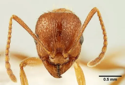 Aphaenogaster trinacriae - ANTWEB1041231