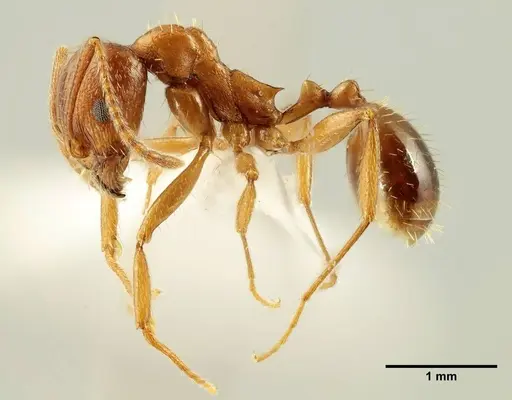 Aphaenogaster trinacriae - ANTWEB1041231