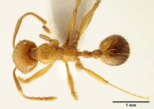 Aphaenogaster trinacriae - ANTWEB1041232