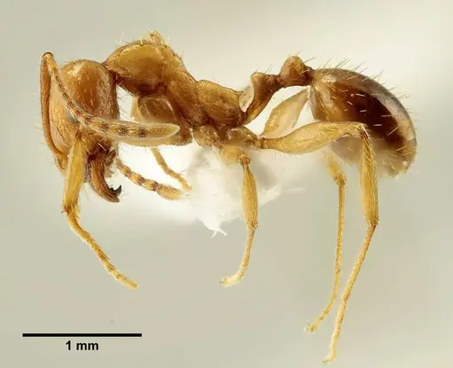 Aphaenogaster trinacriae - ANTWEB1041232