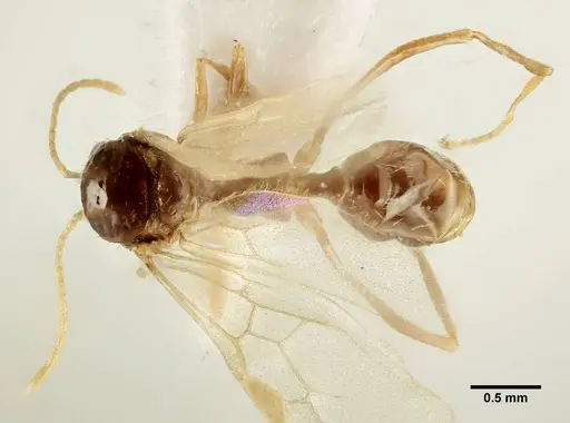 Aphaenogaster trinacriae - ANTWEB1041233