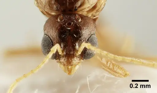 Aphaenogaster trinacriae - ANTWEB1041233