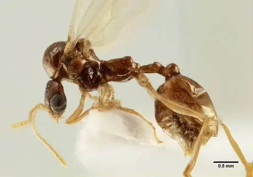 Aphaenogaster trinacriae - ANTWEB1041233