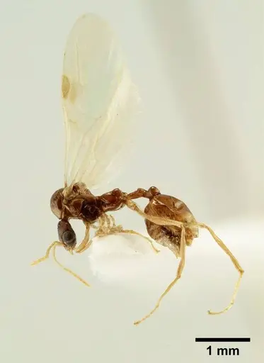 Aphaenogaster trinacriae - ANTWEB1041233