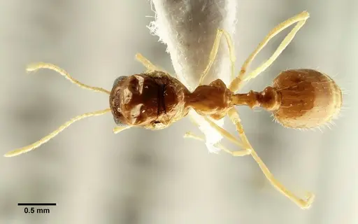 Aphaenogaster trinacriae - ANTWEB1041234