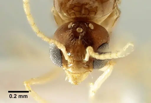 Aphaenogaster trinacriae - ANTWEB1041234
