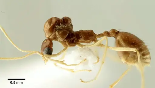 Aphaenogaster trinacriae - ANTWEB1041234