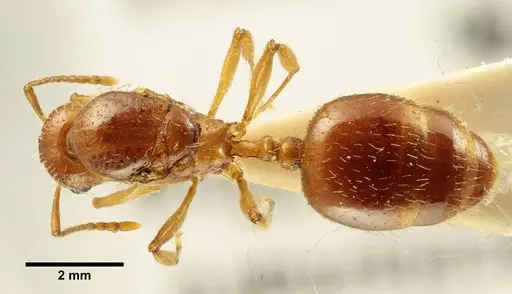Aphaenogaster trinacriae - ANTWEB1041235