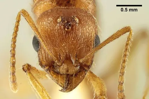 Aphaenogaster trinacriae - ANTWEB1041235
