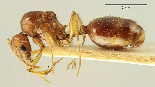 Aphaenogaster trinacriae - ANTWEB1041235