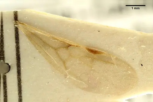 Aphaenogaster trinacriae - ANTWEB1041235