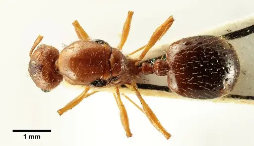 Aphaenogaster trinacriae - ANTWEB1041236