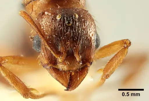 Aphaenogaster trinacriae - ANTWEB1041236
