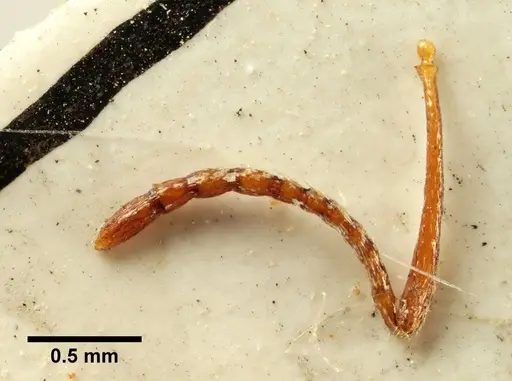 Aphaenogaster trinacriae - ANTWEB1041236