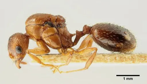 Aphaenogaster trinacriae - ANTWEB1041236