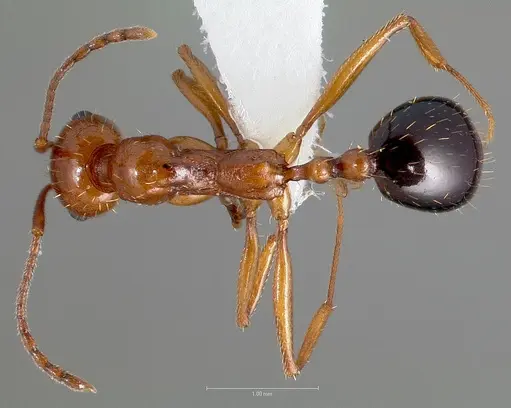 Aphaenogaster uinta specimen