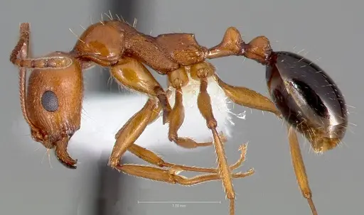 Aphaenogaster uinta specimen