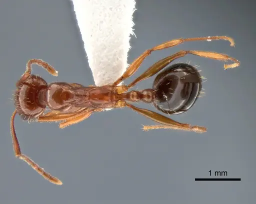 Aphaenogaster uinta - CASENT0882114