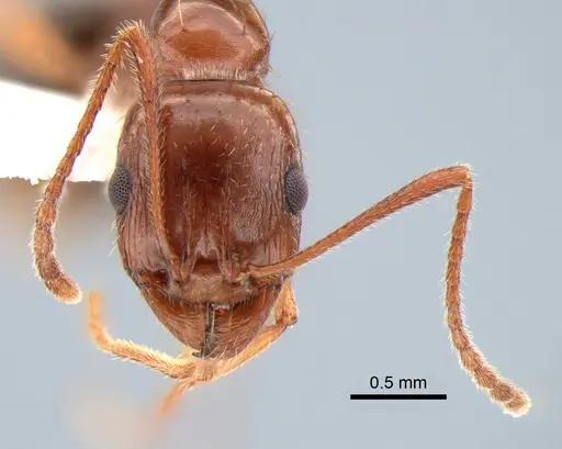 Aphaenogaster uinta - CASENT0882114