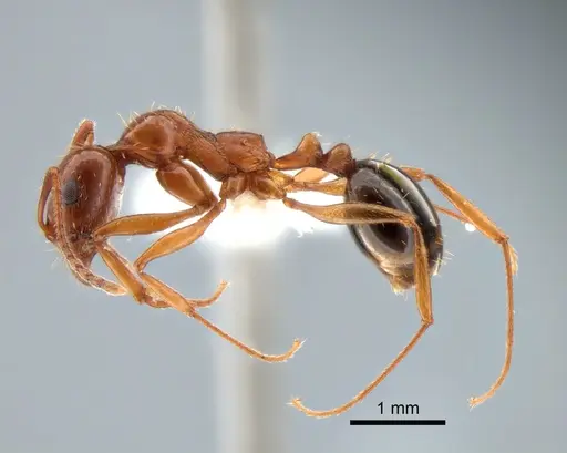 Aphaenogaster uinta - CASENT0882114