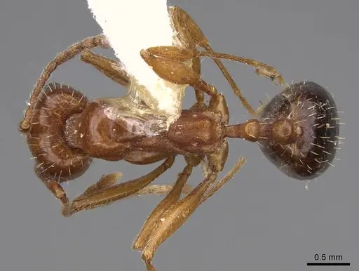 Aphaenogaster uinta - CASENT0914475