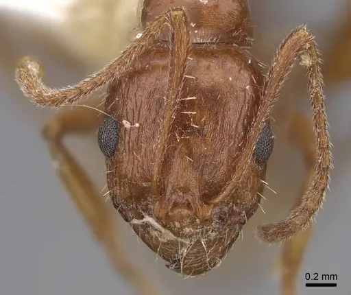 Aphaenogaster uinta - CASENT0914475