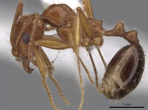 Aphaenogaster uinta - CASENT0914475
