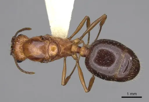 Aphaenogaster uinta - CASENT0923083