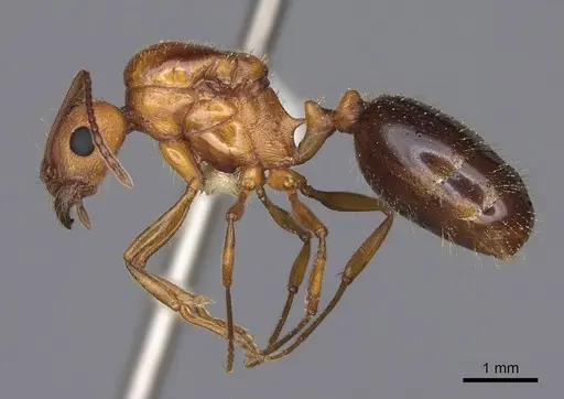 Aphaenogaster uinta - CASENT0923083