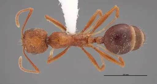 Aphaenogaster uinta - FMNHINS0000062702