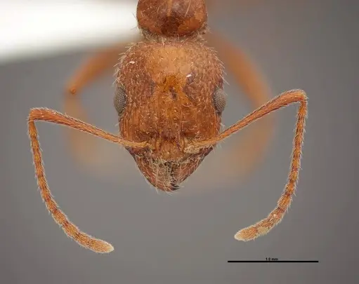 Aphaenogaster uinta - FMNHINS0000062702