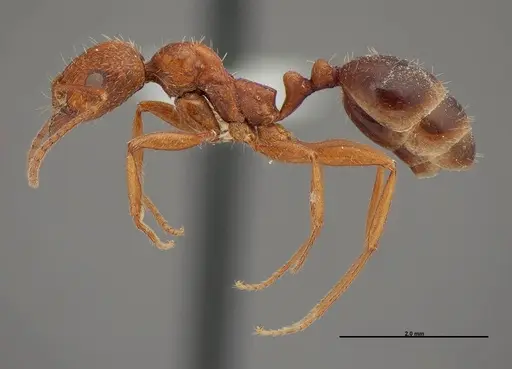 Aphaenogaster uinta - FMNHINS0000062702