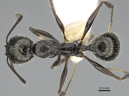 Aphaenogaster ulibeli specimen